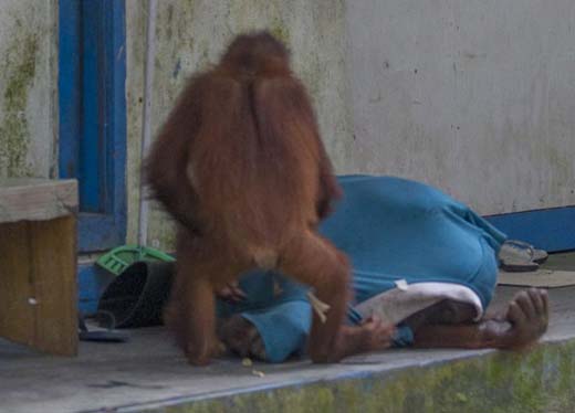 monkey  8